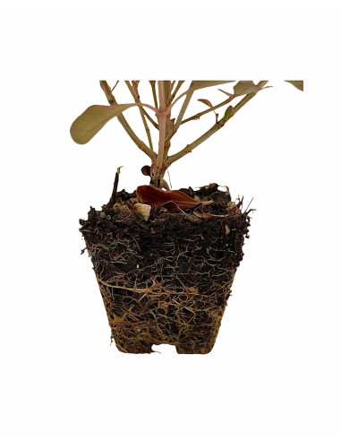 5 Piante di Coprosma Vaso 7cm - Piante Da Cespuglio|Mondo Piante