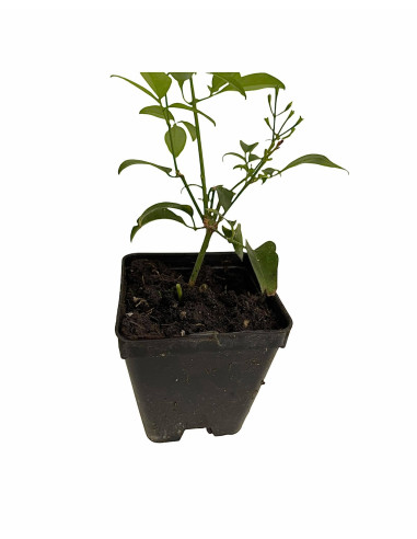 5 Piante Gelsomino Azorico in Vaso 7cm-Piante Rampicanti|Mondo Piante