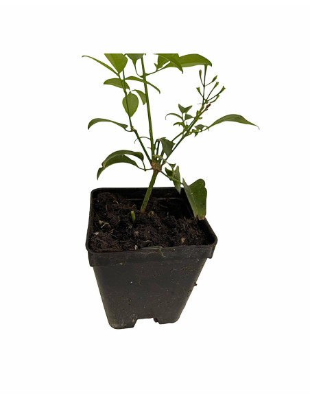 Kit 5 Piante Gelsomino Azorico Vaso 7 cm | Mondo Piante