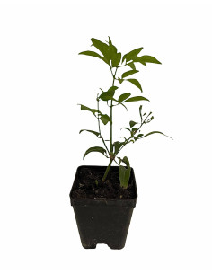 Kit 5 Piante Gelsomino Azorico Vaso 7 cm | Mondo Piante