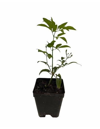 Kit 5 Piante Gelsomino Azorico Vaso 7 cm | Mondo Piante