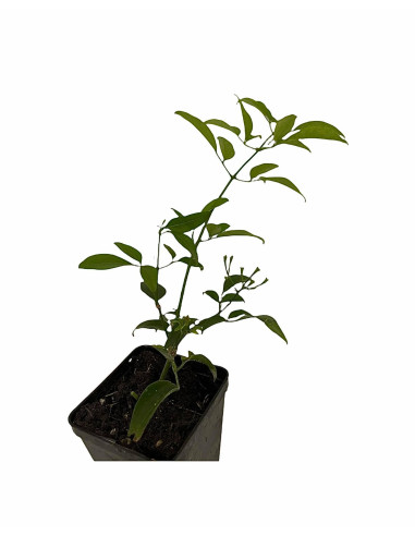 Kit 5 Piante Gelsomino Azorico Vaso 7 cm | Mondo Piante
