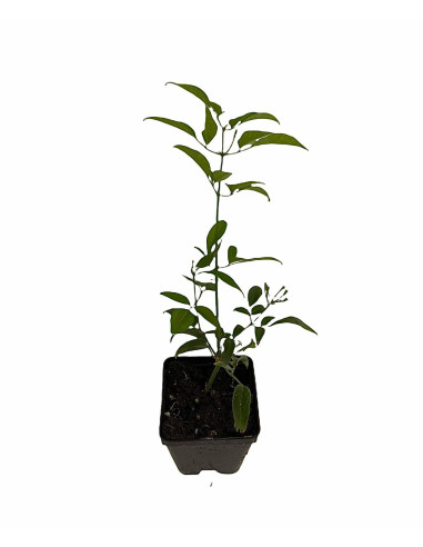 5 Piante Gelsomino Azorico in Vaso 7cm-Piante Rampicanti|Mondo Piante