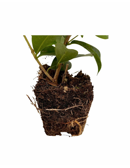 Pack 100 Piante Eugenia Myrtifolia Vaso 7cm | Mondo Piante