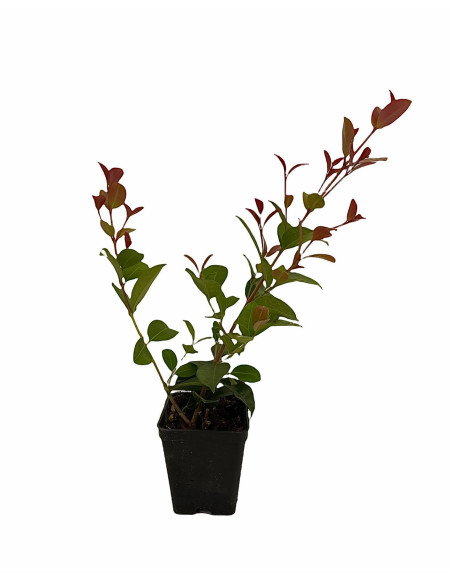 Offerta 5 Piante Eugenia Myrtifolia Vaso 7cm | Mondo Piante