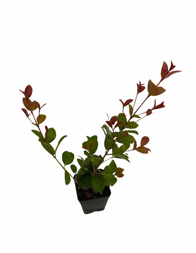 5 Piante di Eugenia Myrtifolia-Piante Da Siepe Online|Mondo Piante