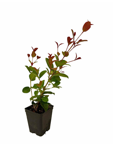 5 Piante di Eugenia Myrtifolia-Piante Da Siepe Online|Mondo Piante