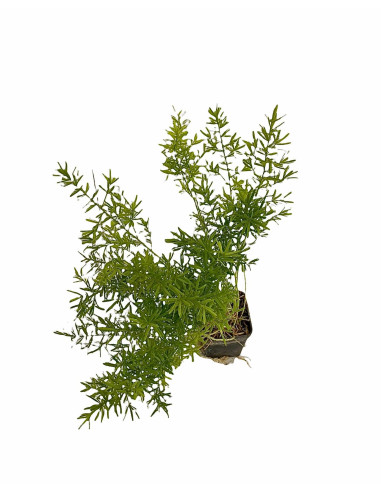5 Piante Asparagus Sprengeri Vaso 7cm- Piante Da Cespuglio|MondoPiante