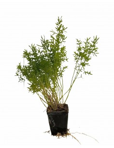 5 Piante di Asparagus...