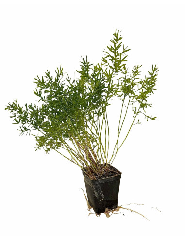 5 Piante Asparagus Sprengeri Vaso 7cm- Piante Da Cespuglio|MondoPiante