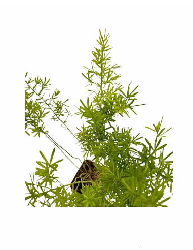 5 Piante Asparagus Sprengeri Vaso 7cm- Piante Da Cespuglio|MondoPiante