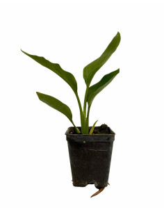 Kit 5 Piante Strelitzia Reginae Vaso 7cm | Mondo Piante 2
