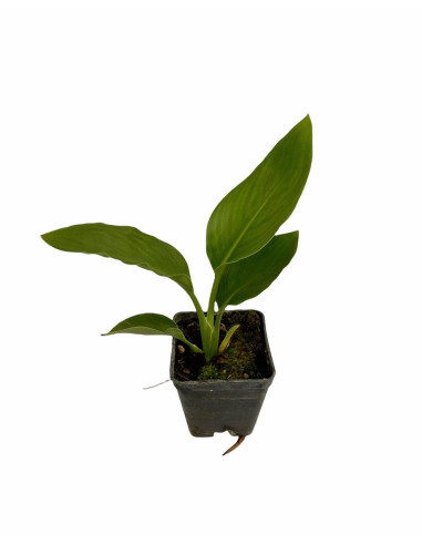 Pianta Sterlizia Reginae Vaso 7cm - Vendita Piante | Mondo Piante