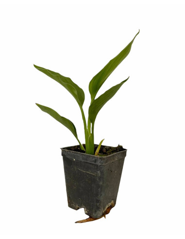 Strelitzia reginae | Acquista l'Uccello del Paradiso | MondoPiante