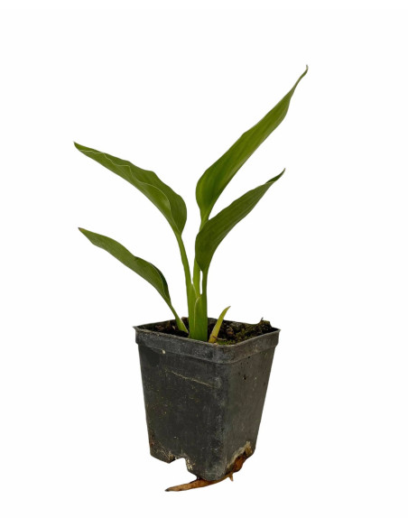 Strelitzia reginae | Acquista l'Uccello del Paradiso | MondoPiante