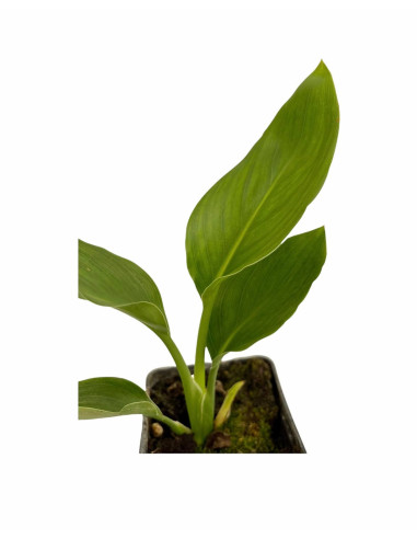 Pianta Sterlizia Reginae Vaso 7cm - Vendita Piante | Mondo Piante