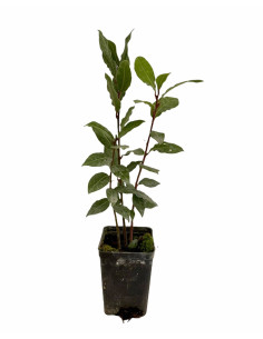 Offerta 5 Piante di Alloro Vaso 7 cm | Mondo Piante
