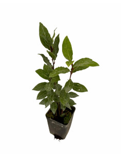 Offerta 5 Piante di Alloro Vaso 7 cm | Mondo Piante 2