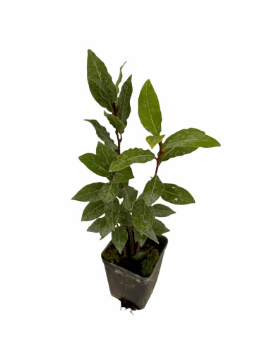 Vendita 5 Piante di Alloro in Vaso 7cm - Piante Da Siepe|Mondo Piante