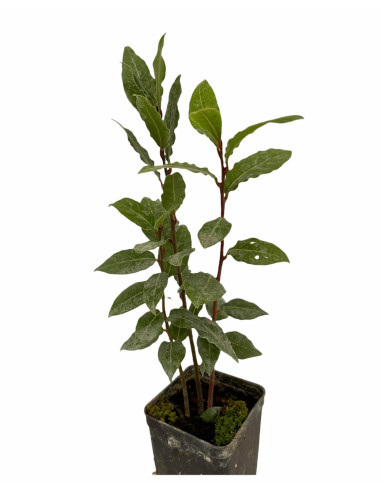 100 Piante di Alloro Vaso 7cm-Vendita Piante Da Siepe|Mondo Piante