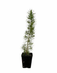 5x Piante Pino d'Aleppo (Pinus halepensis) Vaso 7cm | Mondo Piante