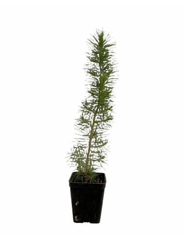 5x Piante Pino d'Aleppo (Pinus halepensis) Vaso 7cm | Mondo Piante