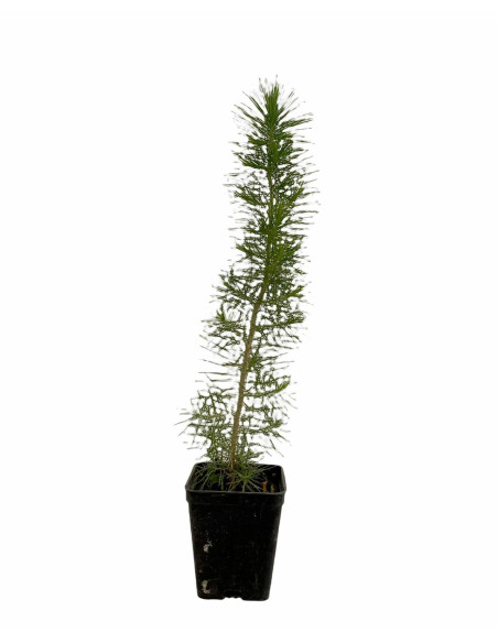 5x Piante Pino d'Aleppo (Pinus halepensis) Vaso 7cm | Mondo Piante