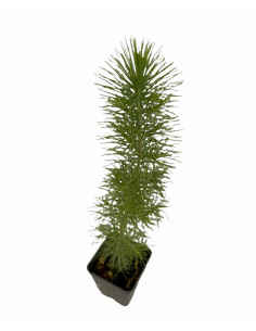 5x Piante Pino d'Aleppo (Pinus halepensis) Vaso 7cm | Mondo Piante 2