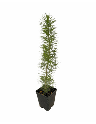 5x Piante Pino d'Aleppo (Pinus halepensis) Vaso 7cm | Mondo Piante