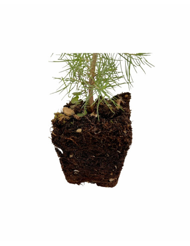 5x Piante Pino d'Aleppo (Pinus halepensis) Vaso 7cm | Mondo Piante