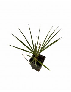 Washingtonia Filifera, 5x... 2