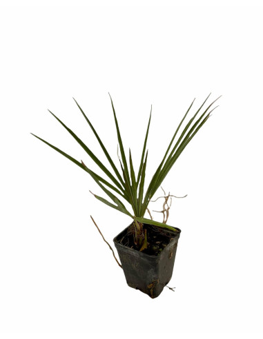 Pianta Washingtonia Filifera-Vendita Piante Da Cespuglio|Mondo Piante