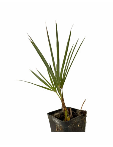 Vendita Pianta Westringia - Piante Da Cespuglio Online | Mondo Piante