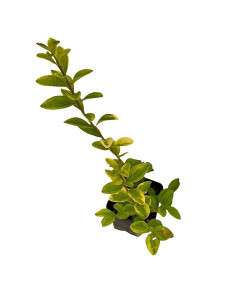 Kit 5 Piante Ligustro Variegato Vaso 7 cm | Mondo Piante
