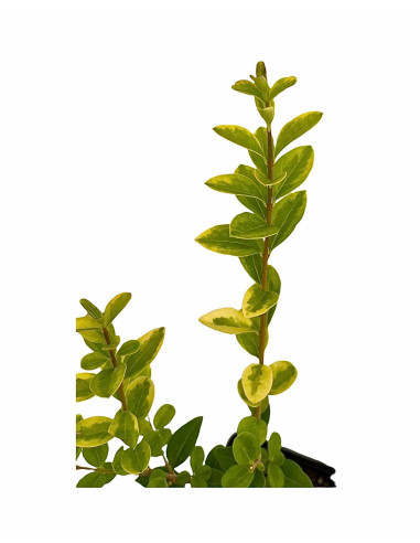 5 Piante di Ligustro Variegato Vaso 7cm-Piante Da Siepe|Mondo Piante