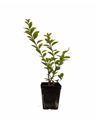 Sale Privet Plant - Hedge Plants Online | Mondo Piante