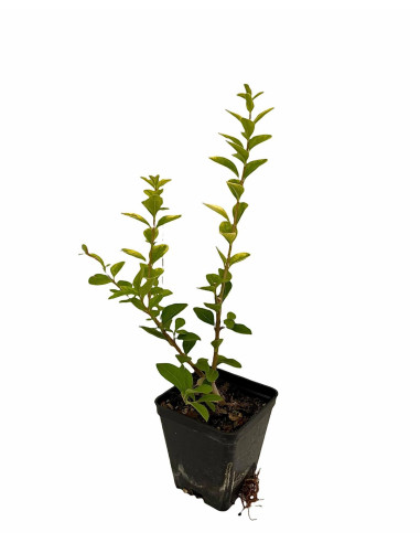 5 Piante di Ligustro Variegato Vaso 7cm-Piante Da Siepe|Mondo Piante