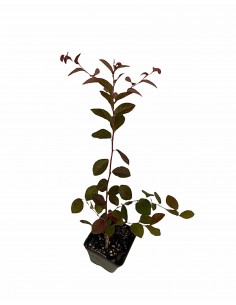 Loropetalum Fire Dance Plant 2