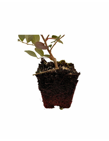 5 Piante di Loropetalum  Vaso 7cm - Pianta Da Cespuglio |Mondo Piante