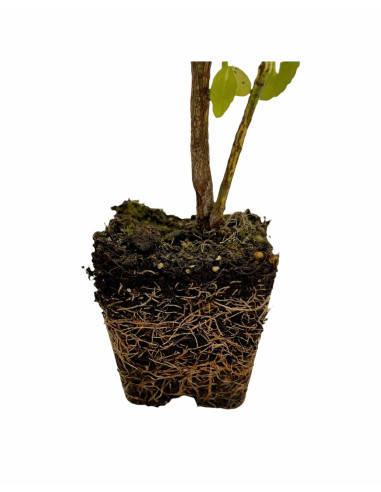 100 Piante di Euonymus Livornese vaso 7cm-Piante Da Siepe|Mondo Piante