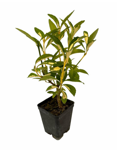 5 Piante Euonymus Livornese in Vaso 7cm-Piante Da Siepe|Mondo Piante