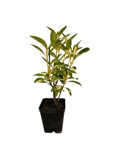 Euonymus Livornese plant