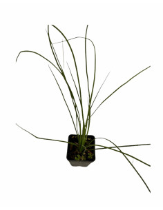 Pianta di Dasylirion longissimum | Piante Ornamentali | Mondo Piante