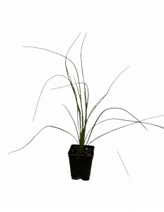 copy of Pianta Westringia... 2