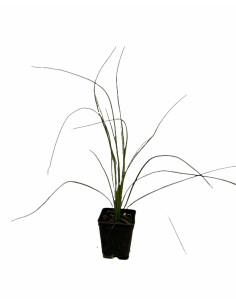 Pianta di Dasylirion longissimum | Piante Ornamentali | Mondo Piante 2