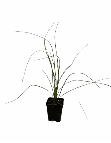 Vendita Pianta Dasylirion - Piante Da Cespuglio| Mondo Piante