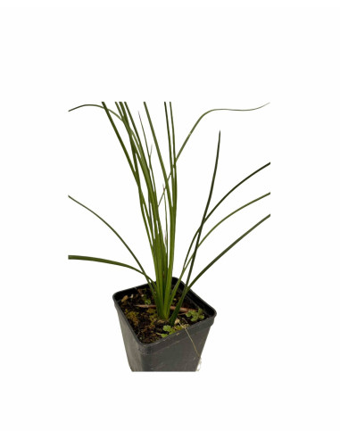 Vendita Pianta Westringia - Piante Da Cespuglio Online | Mondo Piante