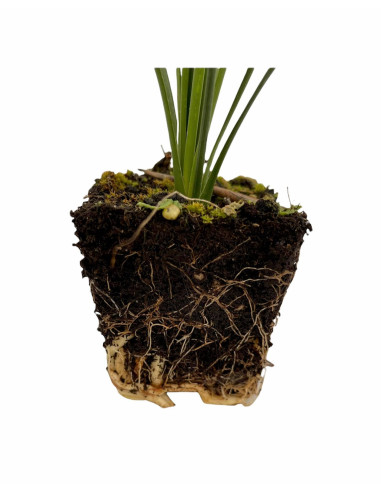 Vendita Pianta Westringia - Piante Da Cespuglio Online | Mondo Piante