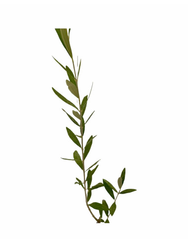 Vendita Albero di Olivo cipressino-Alberi di Ulivo OnLine|Mondo Piante