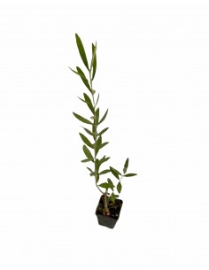 'Ogliarola Barese' olive tree 2